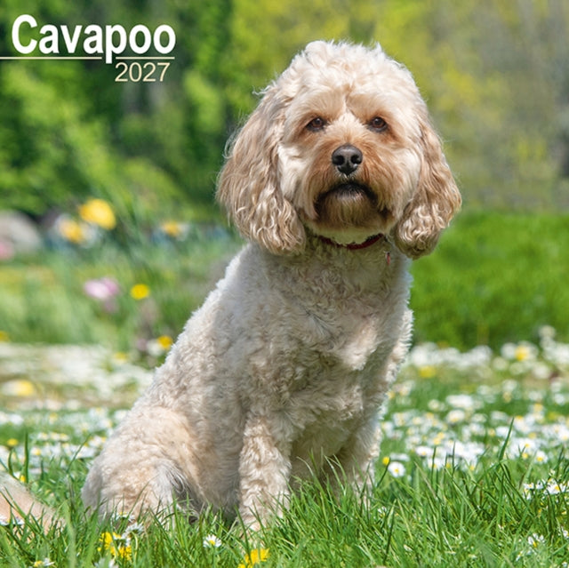 Cavapoo Wall