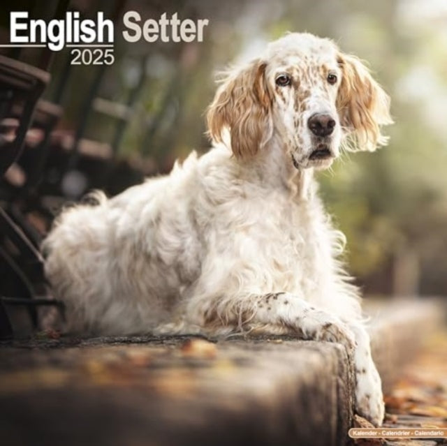 English Setter Calendar 2025  Square Dog Breed Wall Calendar - 16 Month
