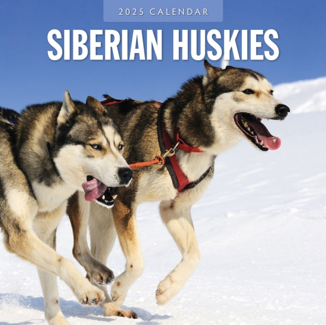 Siberian Huskies 2025 Square Wall Calendar