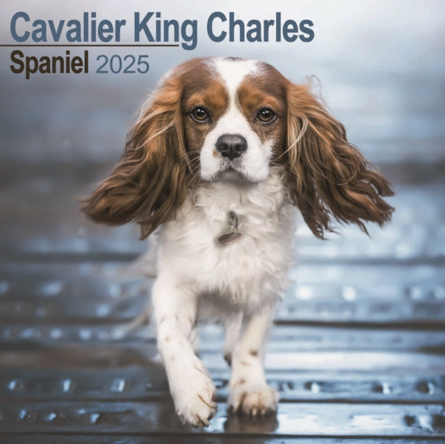 Cavalier King Charles Spaniel Square Wall Calendar 2025