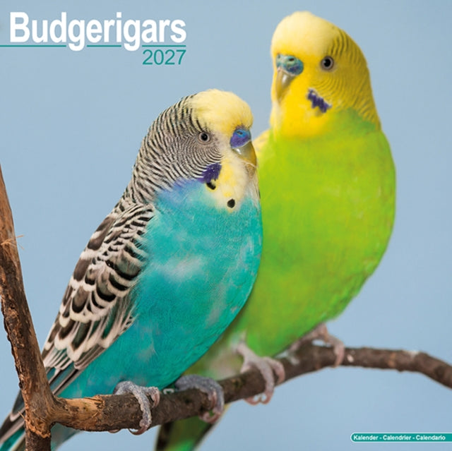 Budgerigar