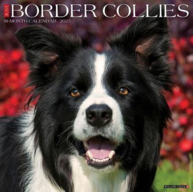 Just Border Collies 2025 12 X 12 Wall Calendar