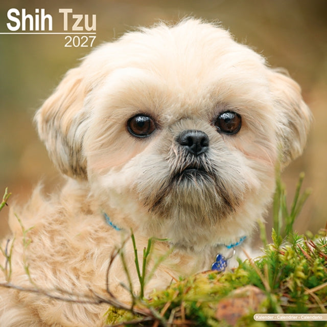 Shih Tzu Wall