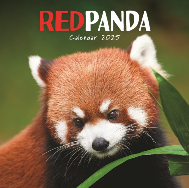 Red Pandas Square Wall Calendar 2025