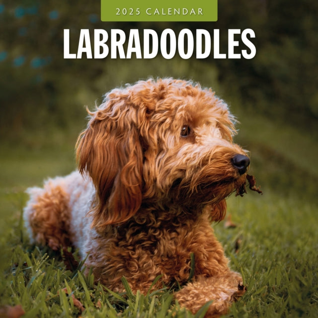 Labradoodles 2025 Square Wall Calendar