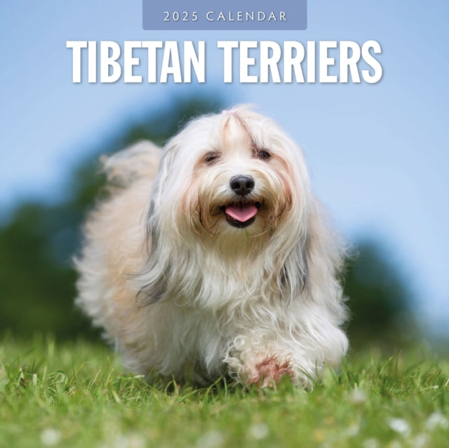 Tibetan Terriers 2025 Square Wall Calendar