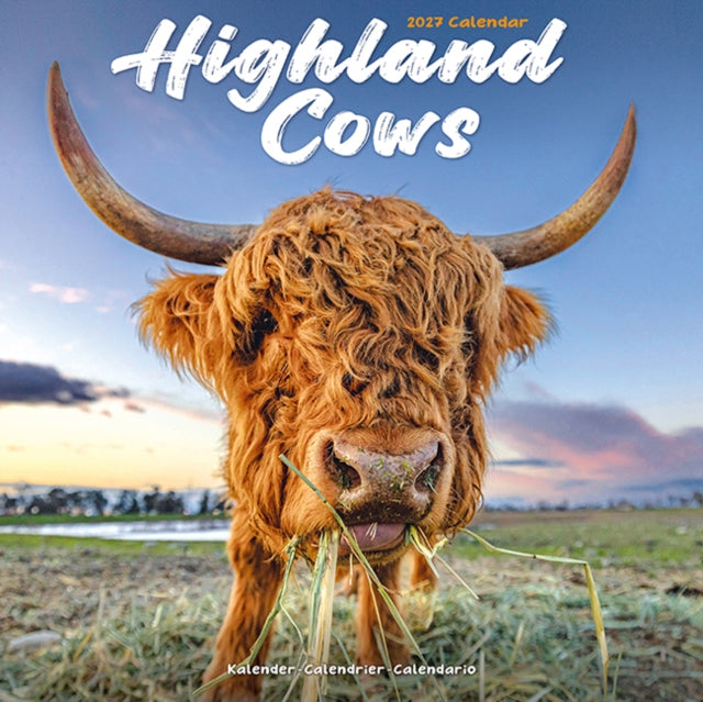 Cows Highland