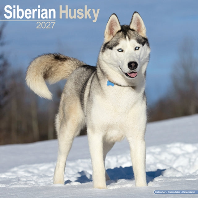 Siberian Husky Wall