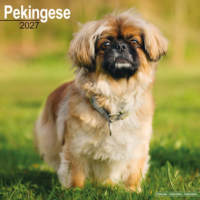 Pekingese