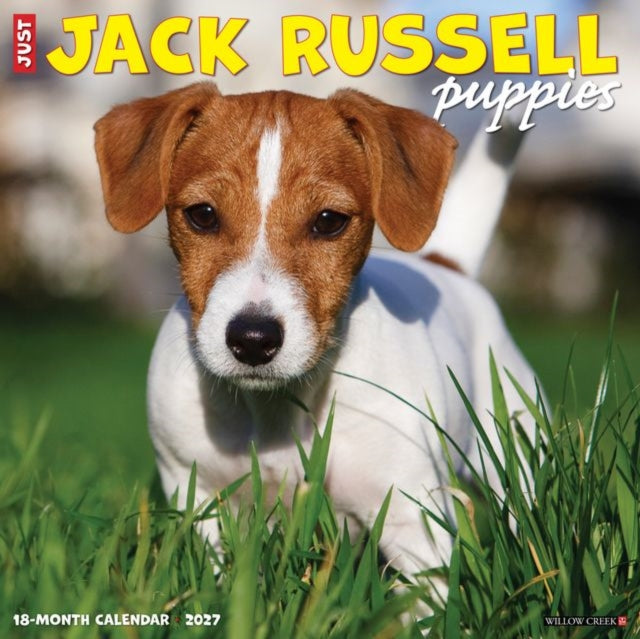 Jack Russell Puppies 2027 Wall