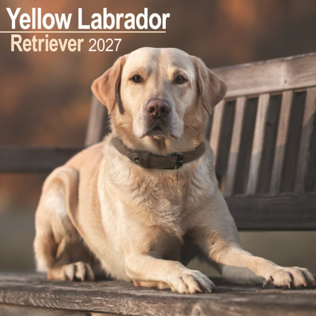 Labrador Retriever Yellow Wall