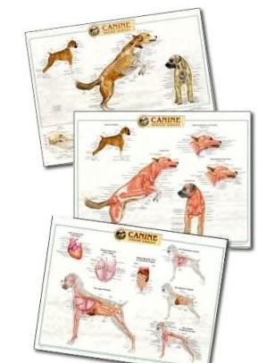 Canine Chart Set (Laminated Poster) 66 X 51 Cm