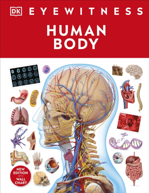 Human Body