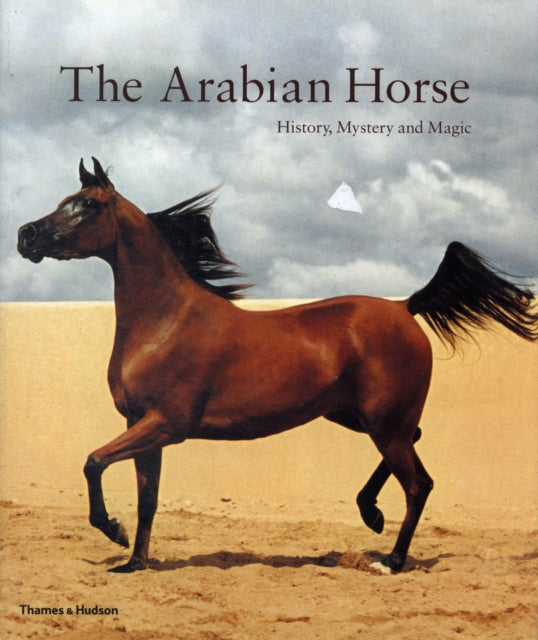 Arabian Horse