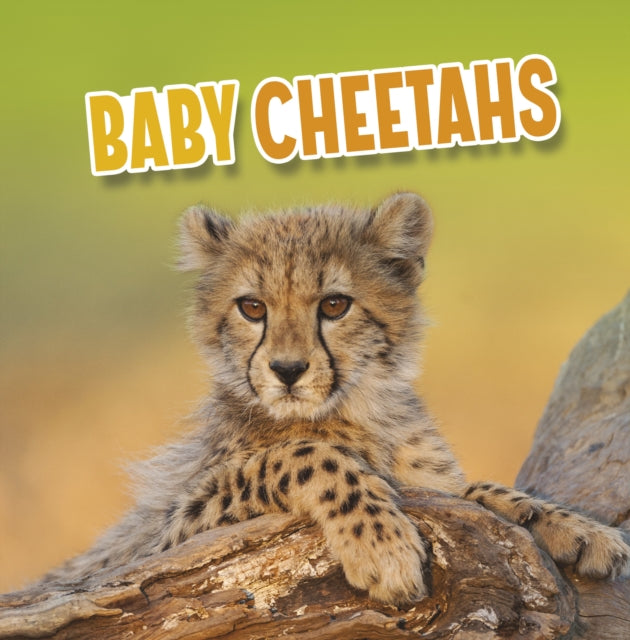 Baby Cheetahs