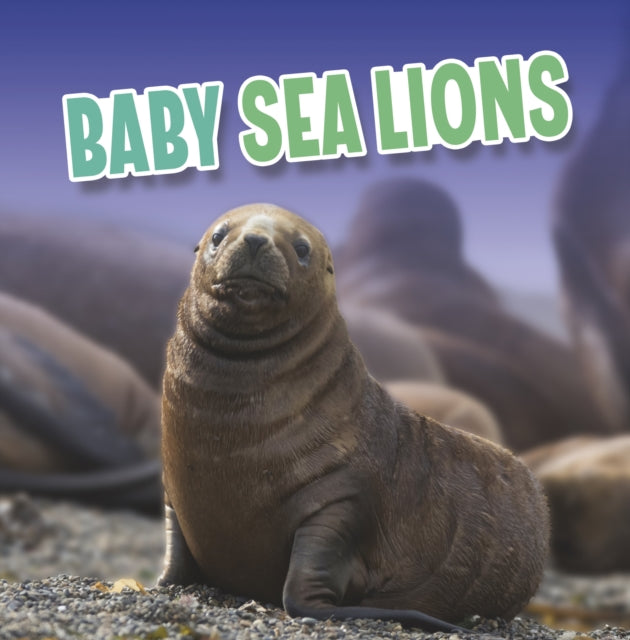 Baby Sea Lions