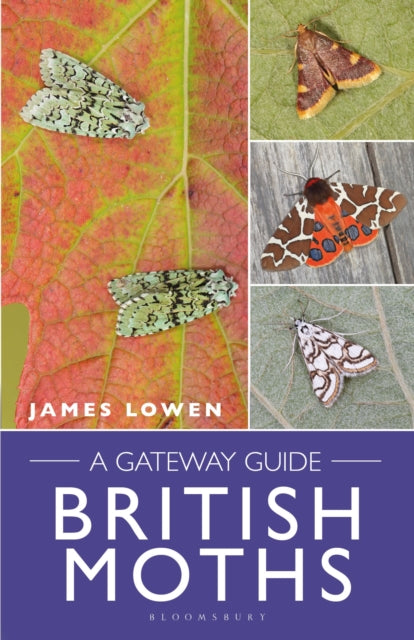 British Moths - A Gateway Guide