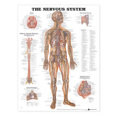 The Nervous System Anatomical Chart