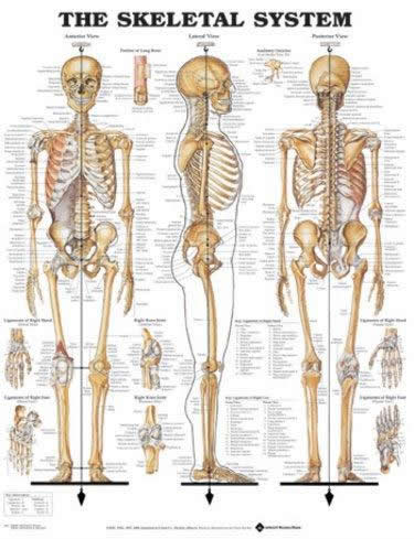 The Skeletal System (Flex Laminated Poster) 66 X 51 cm