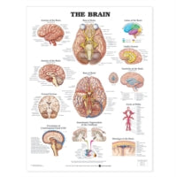 The Brain Anatomical Chart