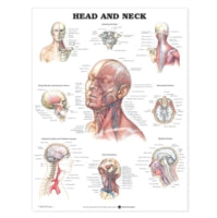 Head and Neck Anatomical Chart