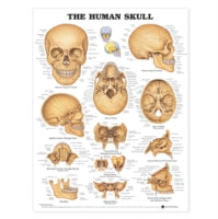 The Human Skull Anatomical Chart