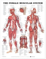 The Female Muscular System Anatomical Chart