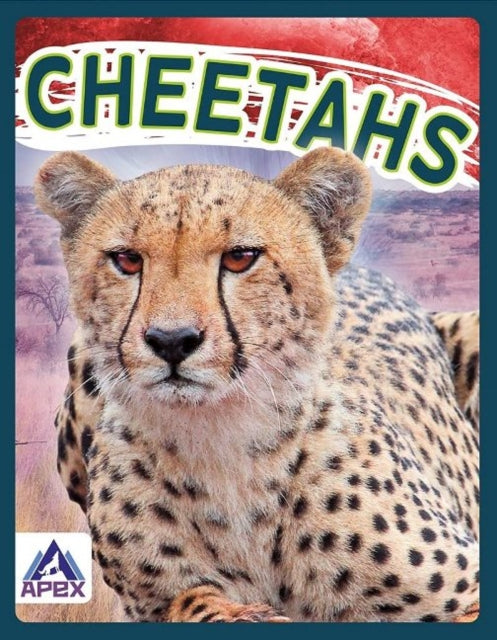 Wild Cats: Cheetahs