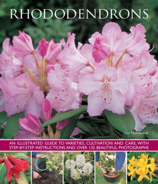 Rhododendrons