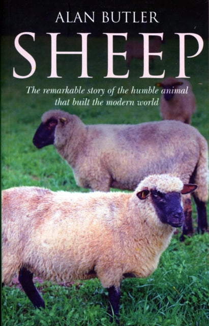Sheep – The remarkable story of the humble animal that built the modern world.