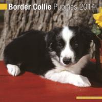 BORDER COLLIE PUPPIES 2014