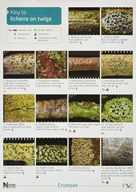 Key to Lichens on Twigs