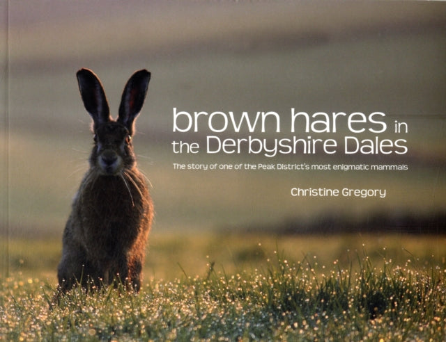 Brown Hares in the Derbyshire Dales