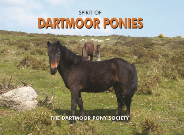 Spirit of Dartmoor Ponies