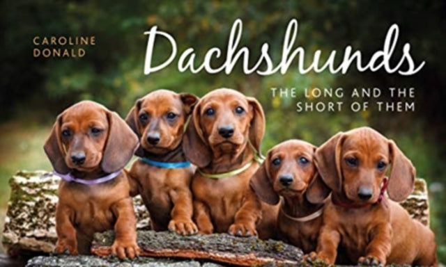 Dachshunds