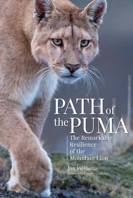 Path of the Puma - The Remarkable Resilience of the Mountain Lion