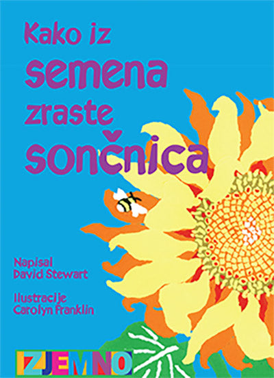 Kako iz semena zraste sončnica